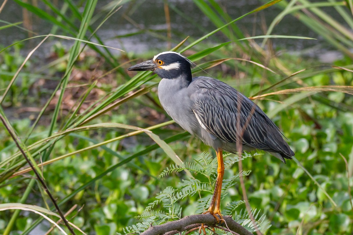 gulkronehegre - ML644729577