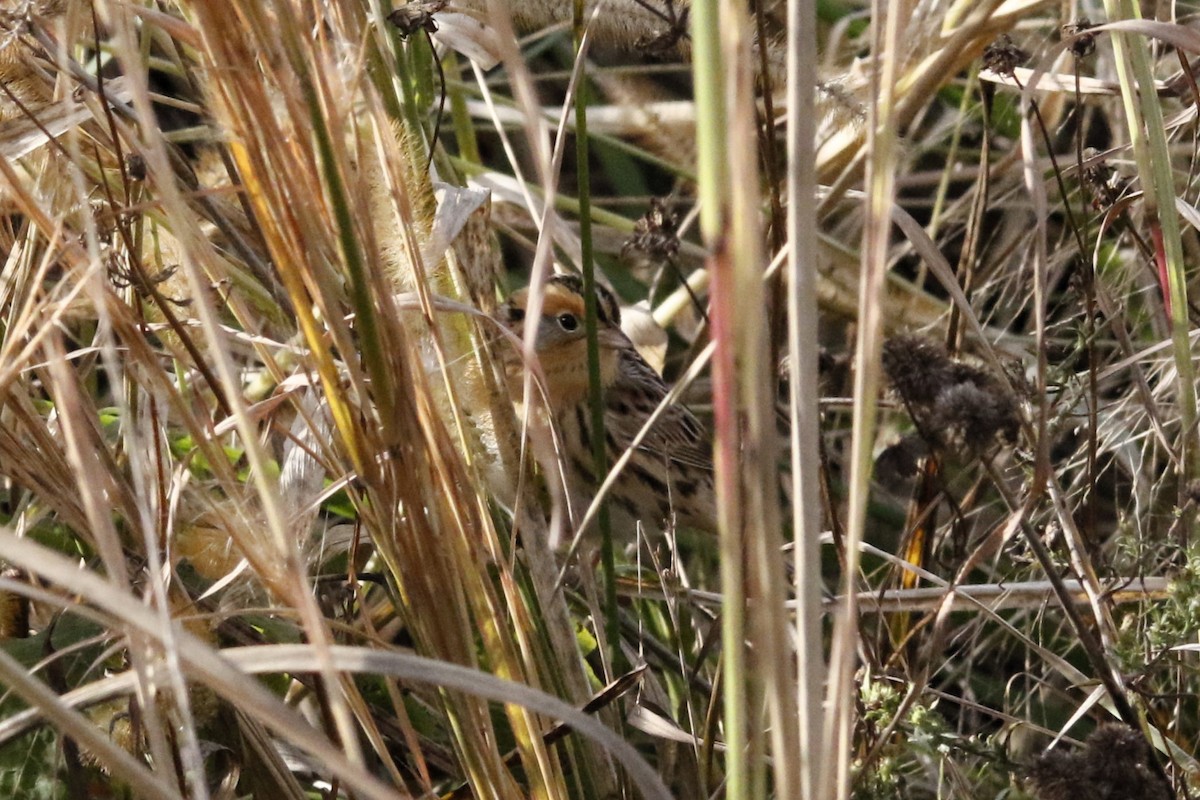 gråørespurv - ML644729580