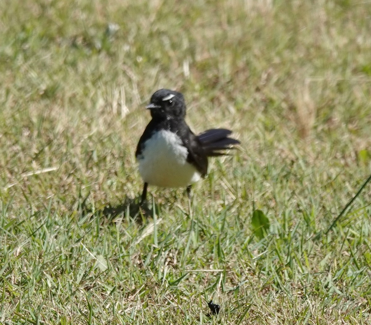 gallaviftestjert - ML644729587