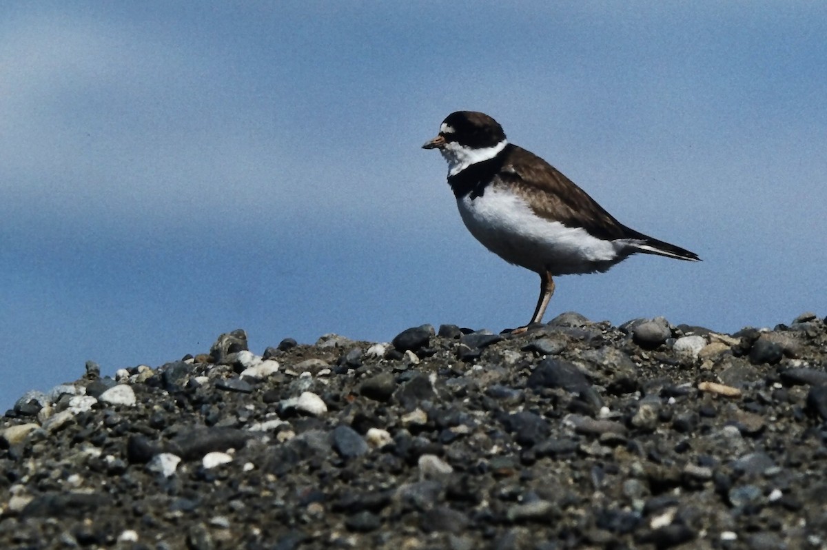 Semipalmated Plover - ML644729589
