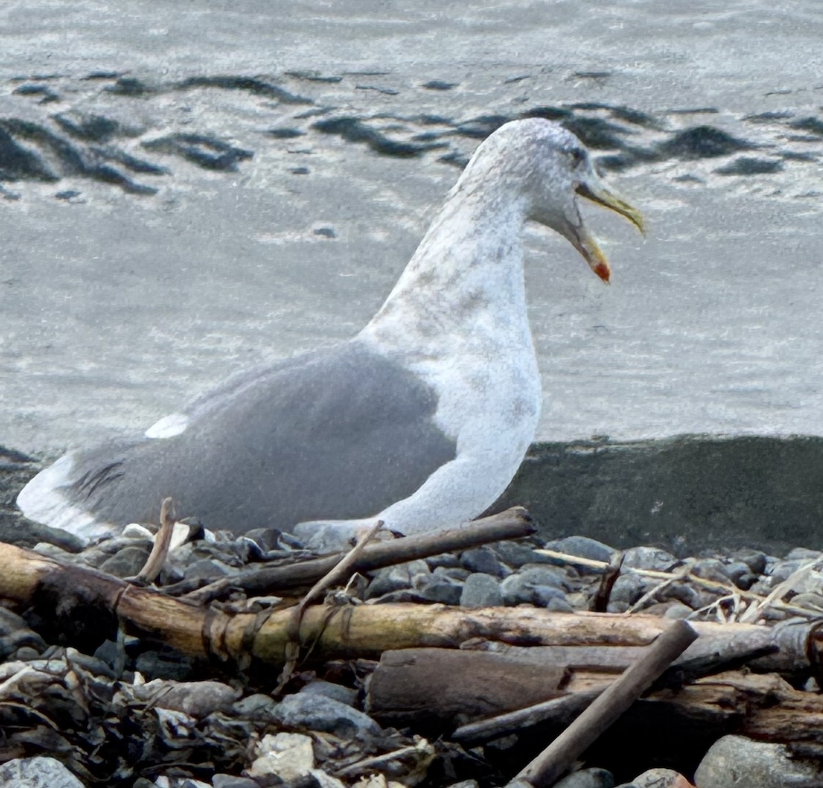 Мартиновий sp. - ML644729592