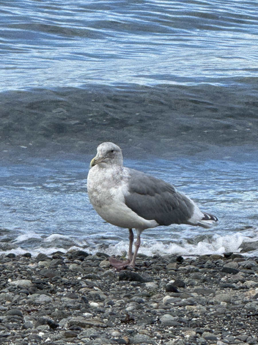 Мартиновий sp. - ML644729593