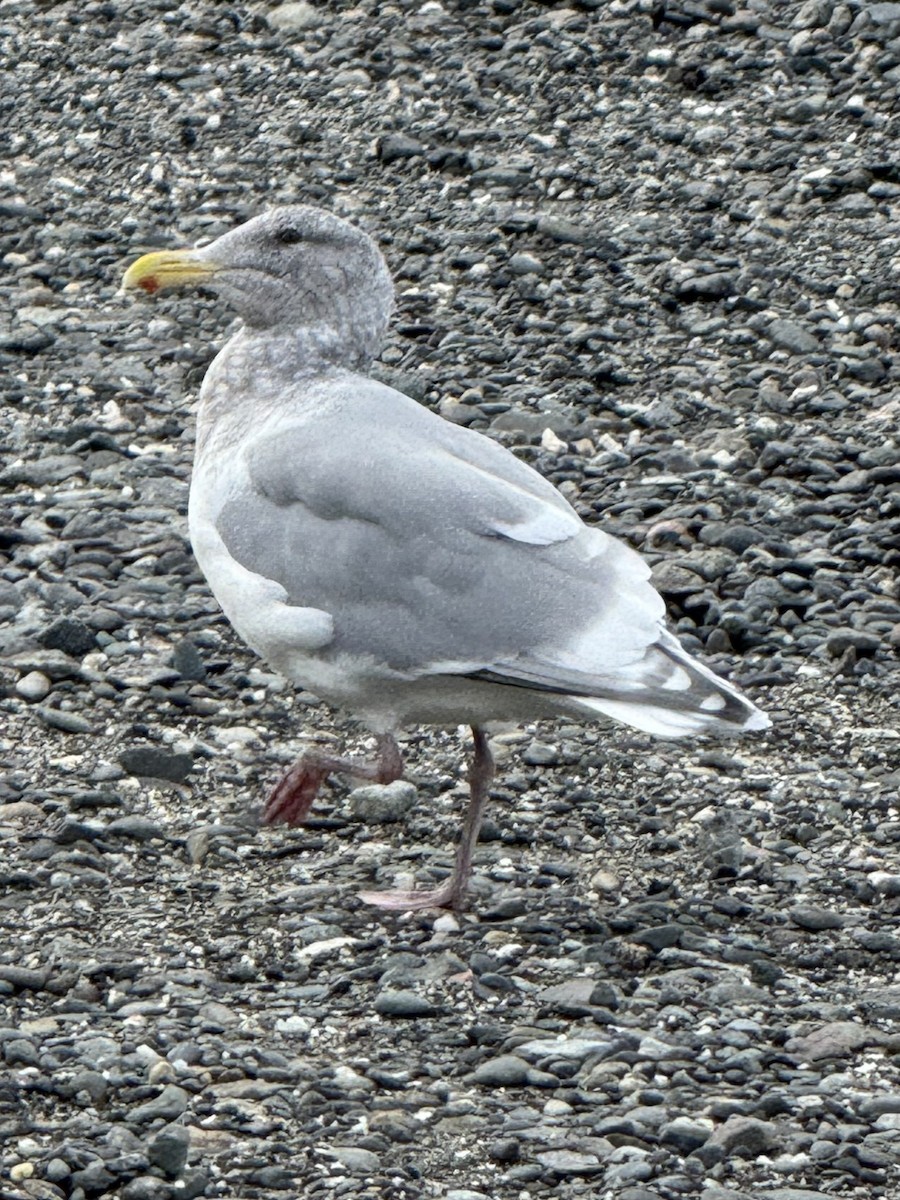 Мартиновий sp. - ML644729594