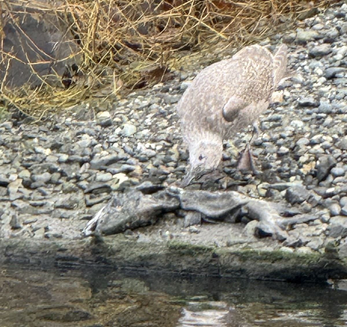 Мартиновий sp. - ML644729595