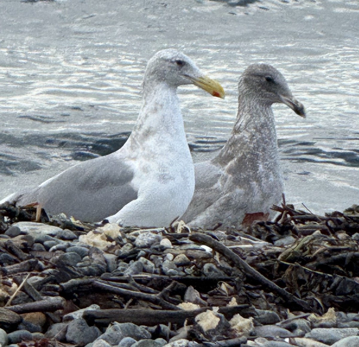 Мартиновий sp. - ML644729596