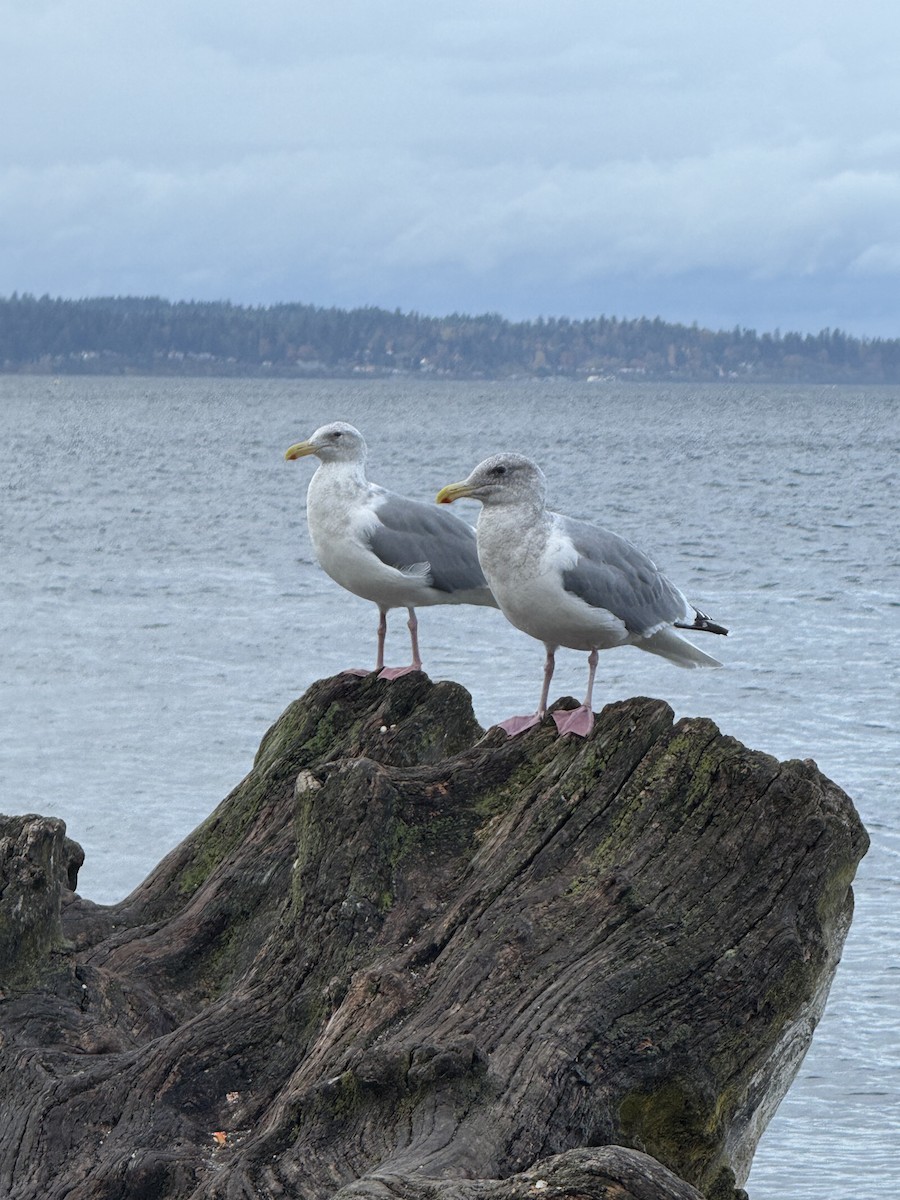 Мартиновий sp. - ML644729597