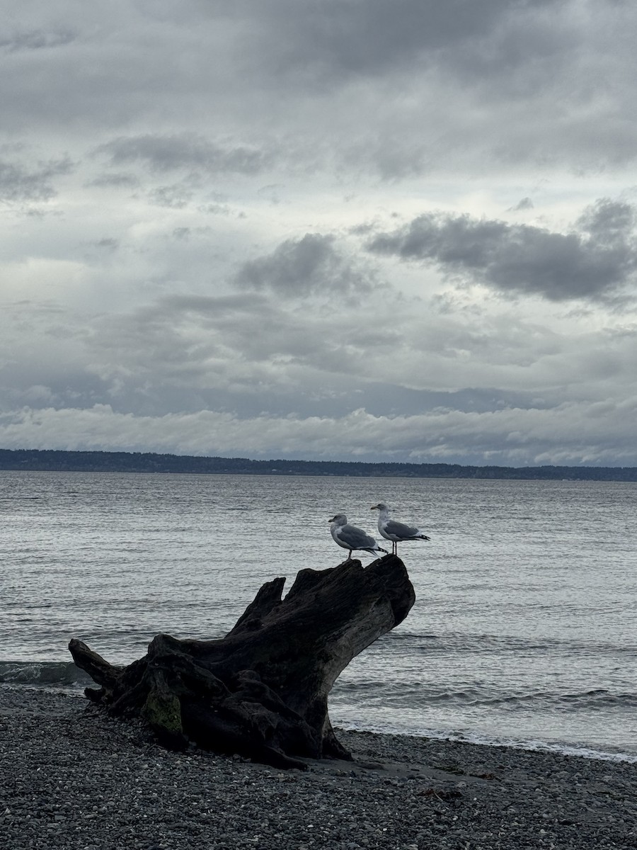 Мартиновий sp. - ML644729598