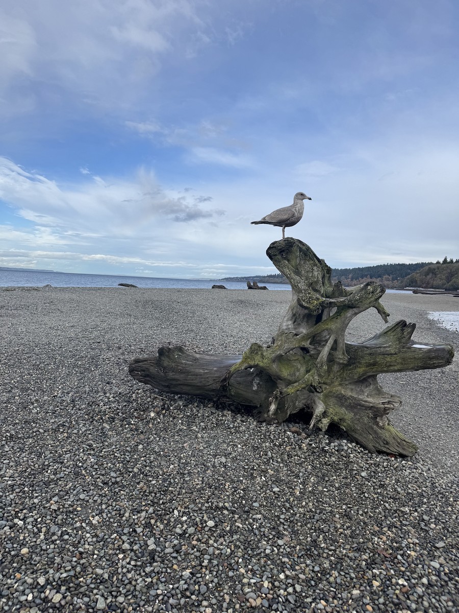 Мартиновий sp. - ML644729599