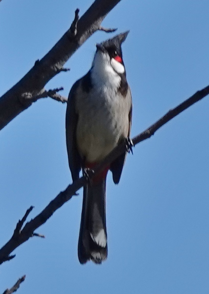 rødørebylbyl - ML644729600