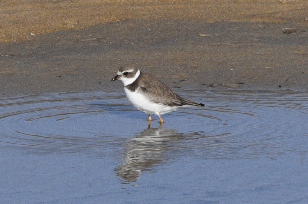 Semipalmated Plover - ML644729606