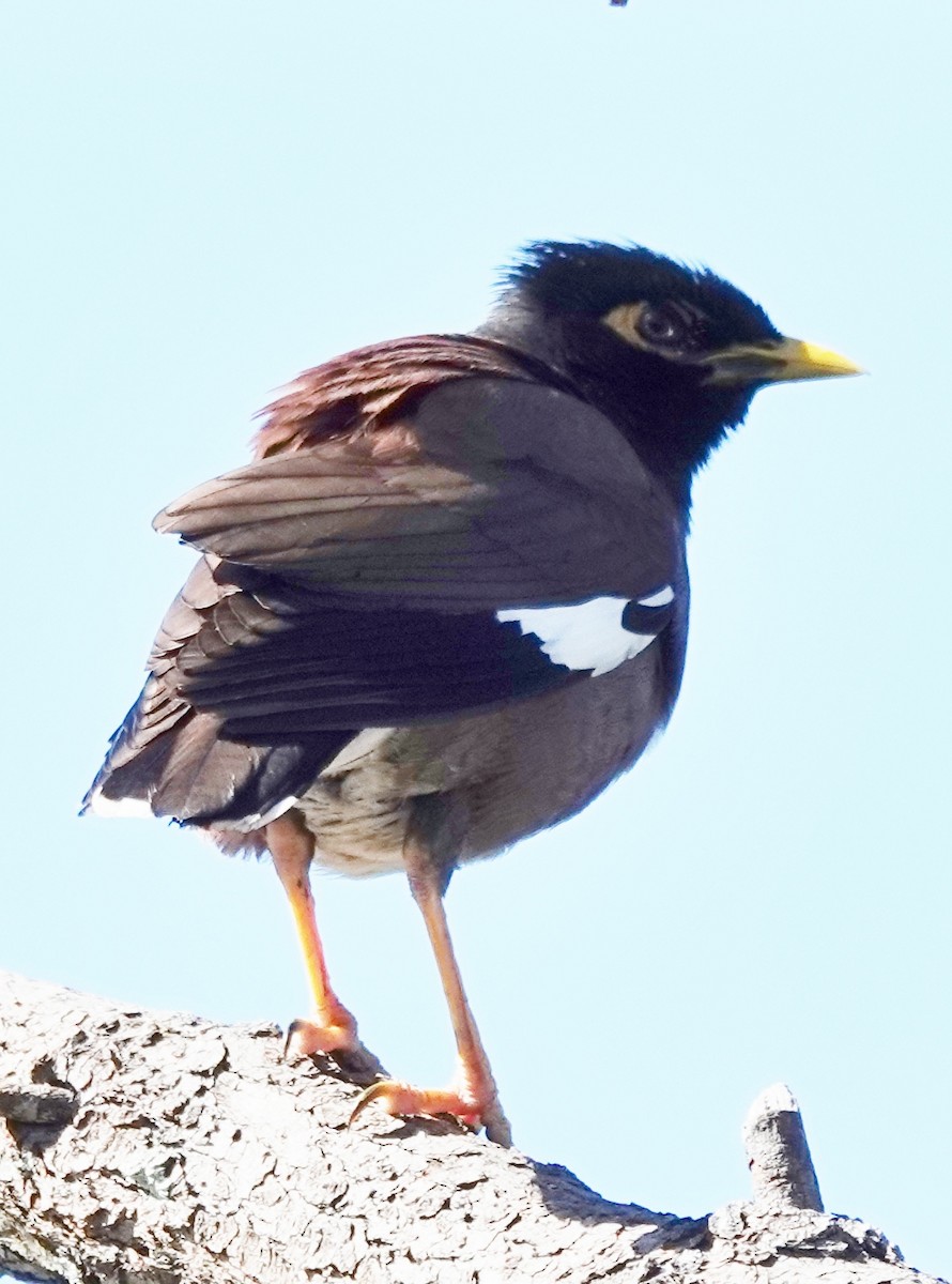 hyrdestær - ML644729609