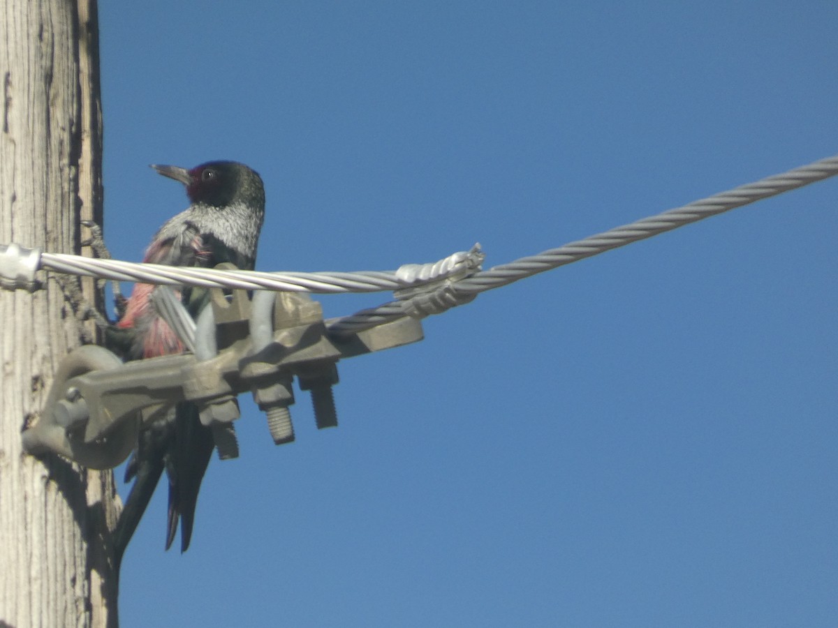 Carpintero de Lewis - ML644729613