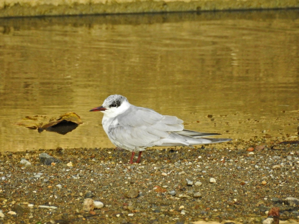 hvitkinnsvartterne - ML644729629