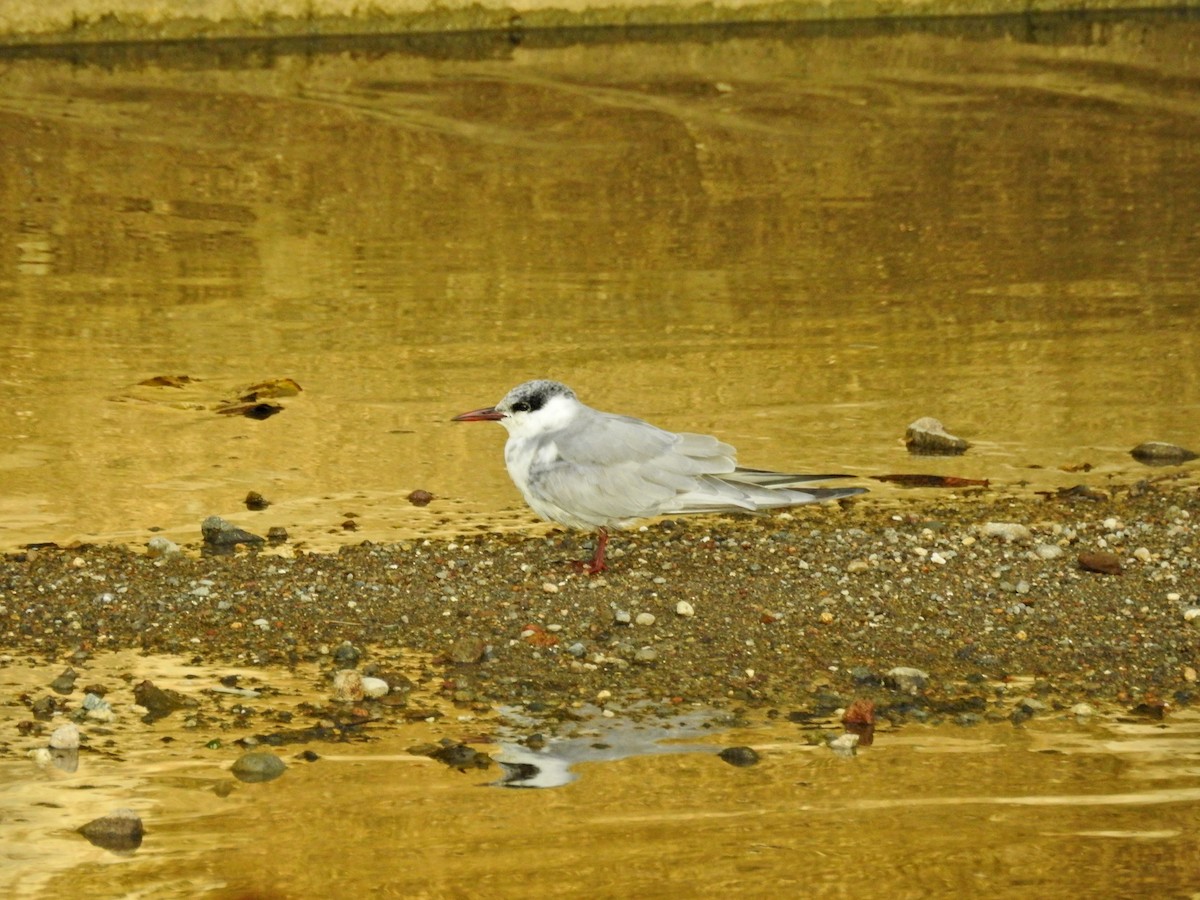 hvitkinnsvartterne - ML644729630