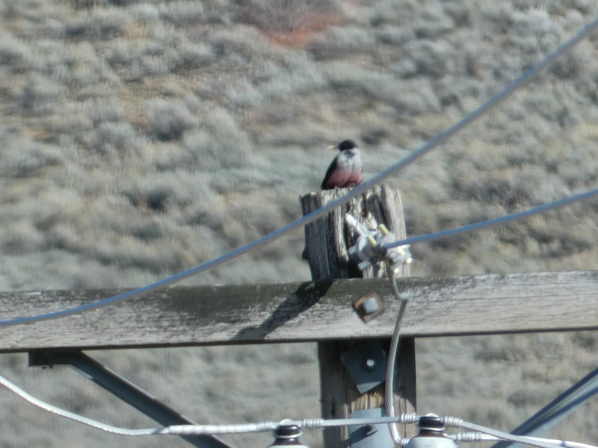 Carpintero de Lewis - ML644729644