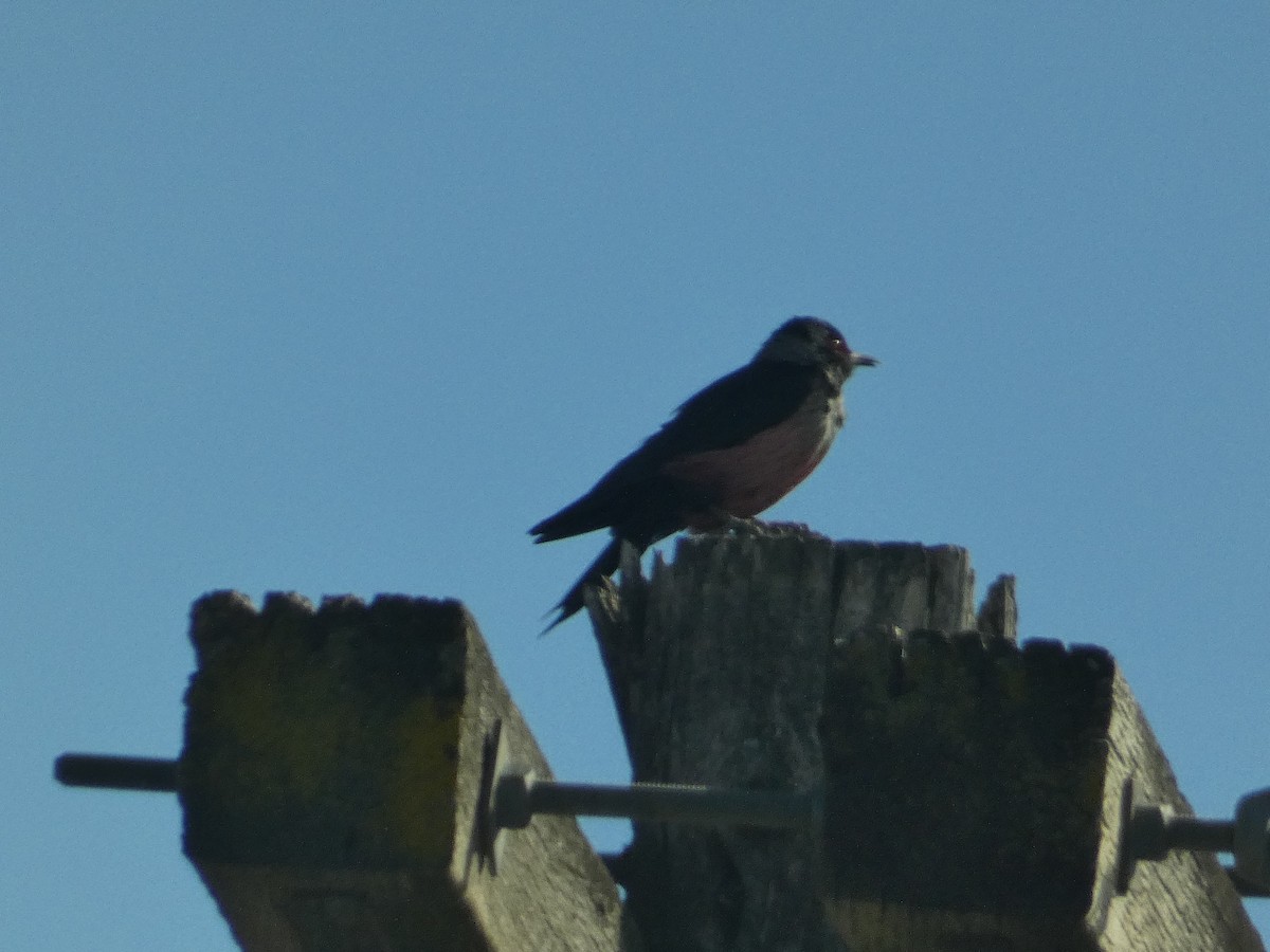 Carpintero de Lewis - ML644729648