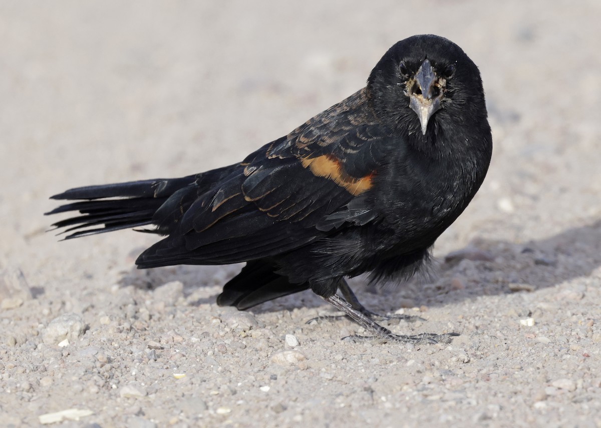 Red-winged Blackbird - ML644729649