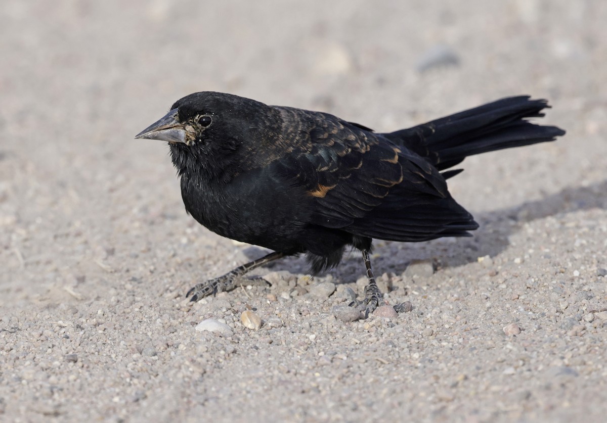 Red-winged Blackbird - ML644729650