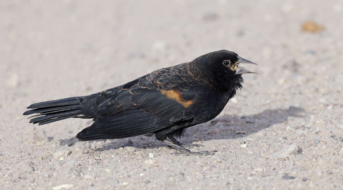 Red-winged Blackbird - ML644729651