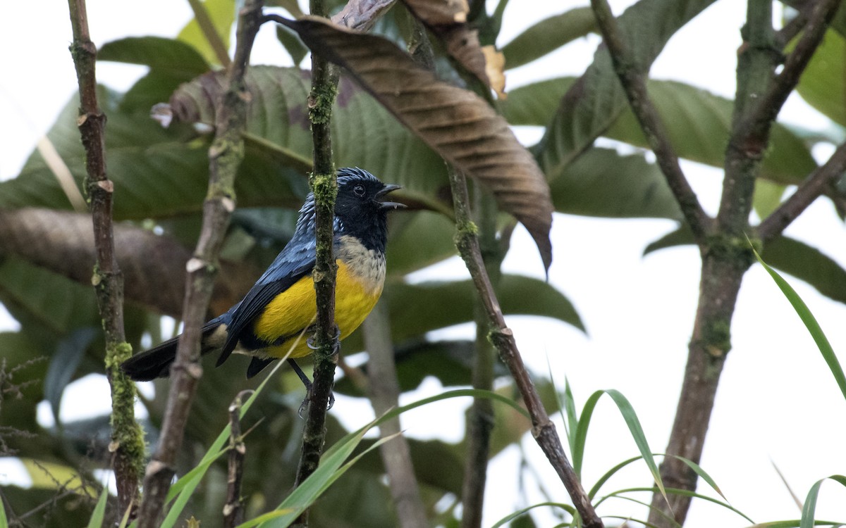 Buff-banded Mountain Tanager - ML644729655