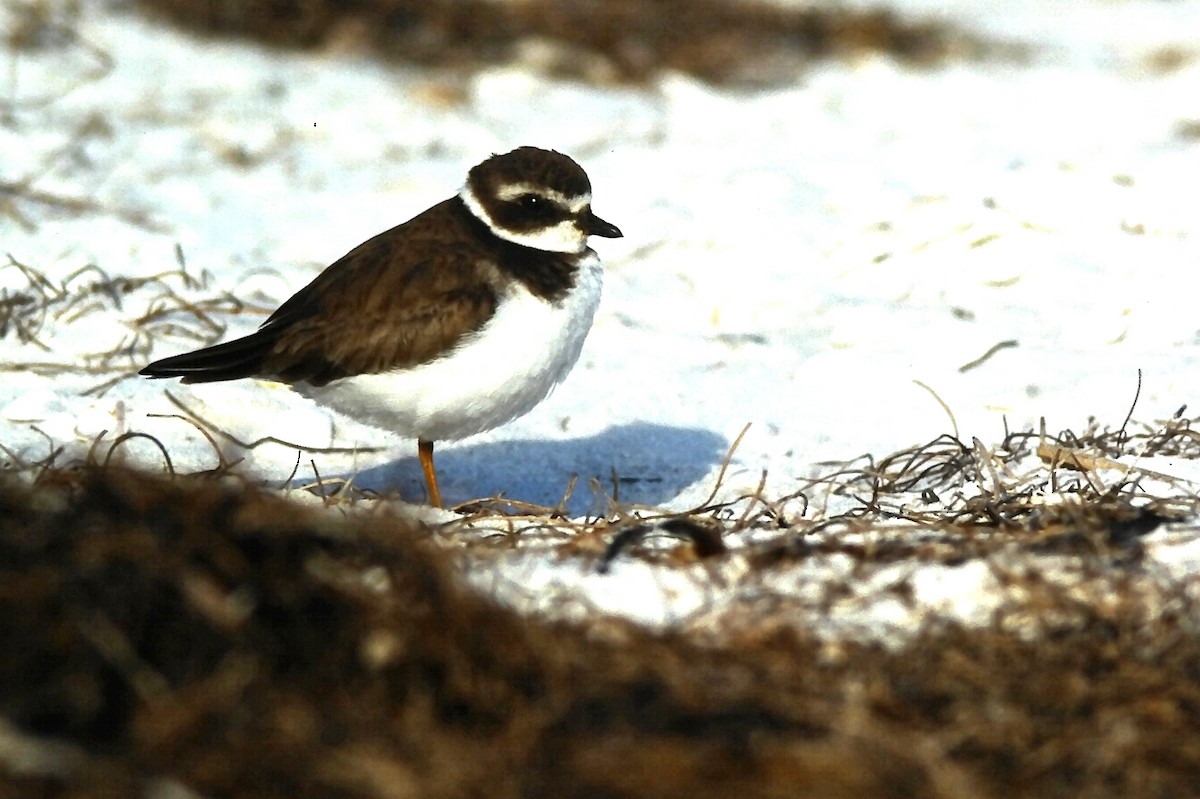 Semipalmated Plover - ML644729663