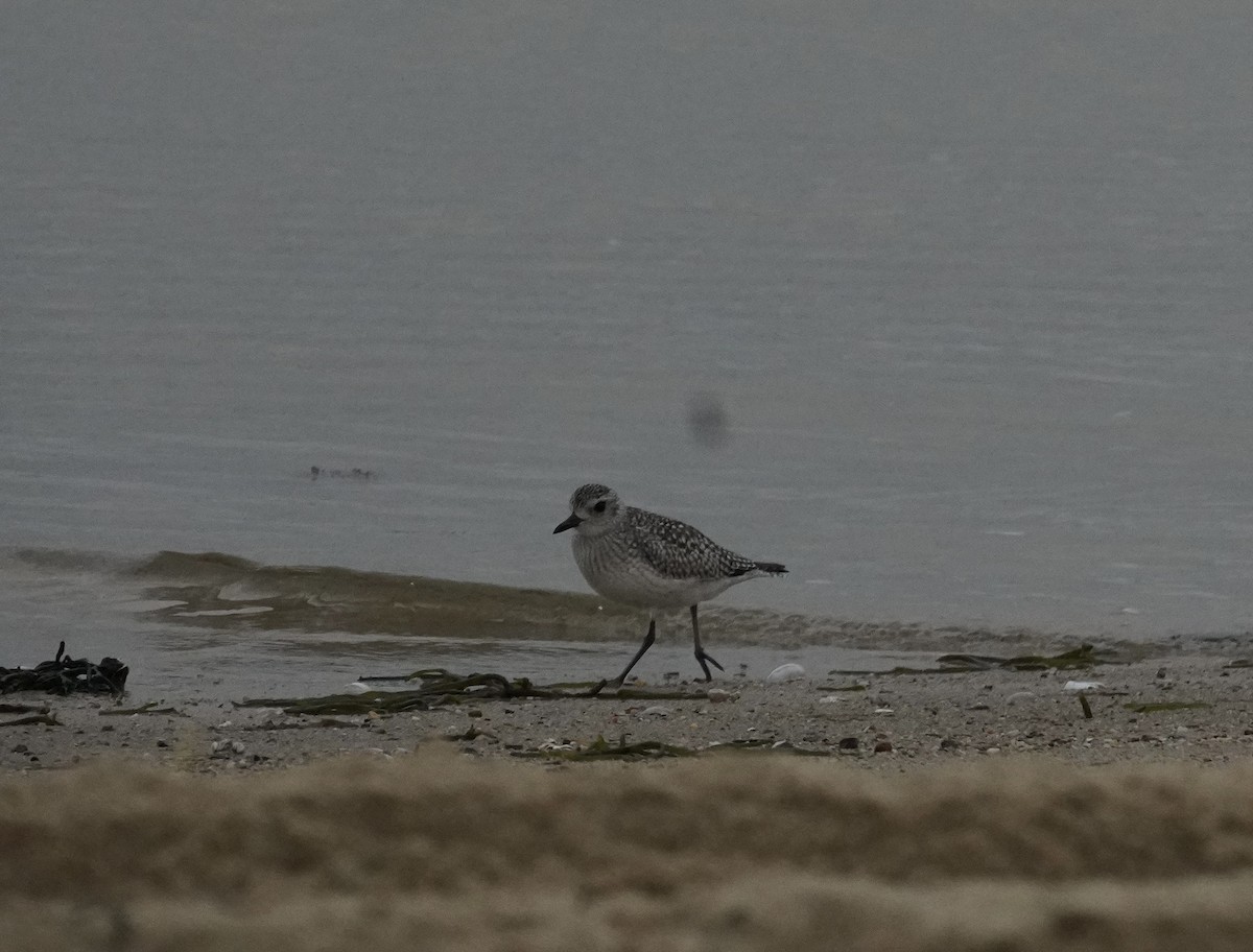 Black-bellied Plover - ML644729670