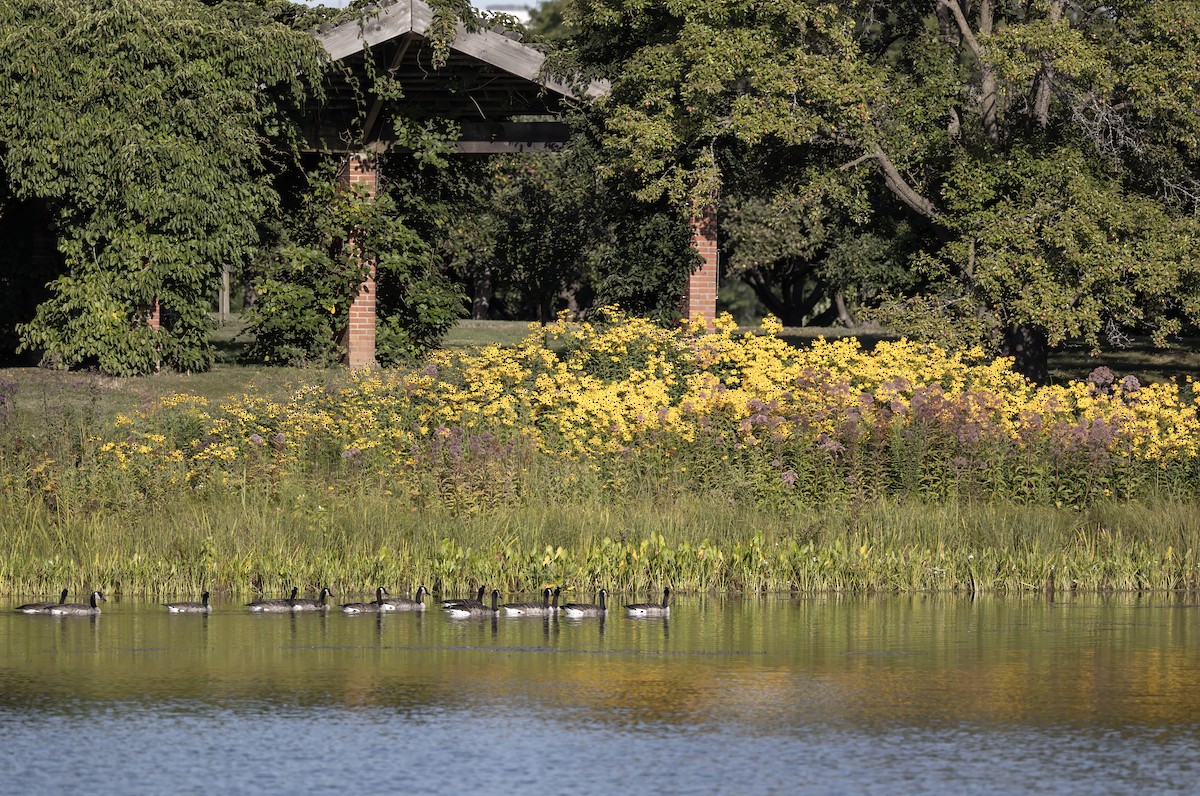 Canada Goose - ML644729686