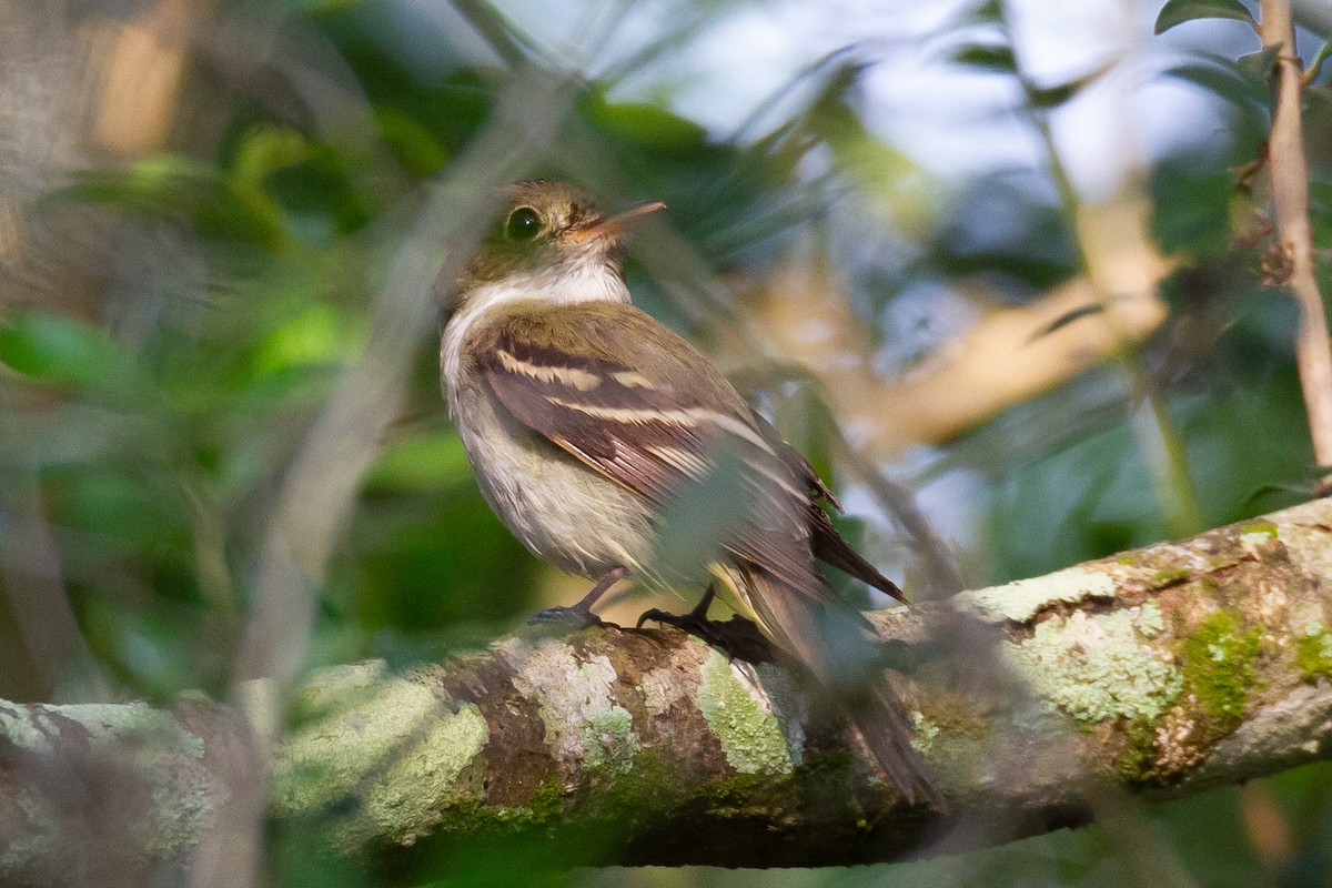Піві-малюк оливковий - ML644729692