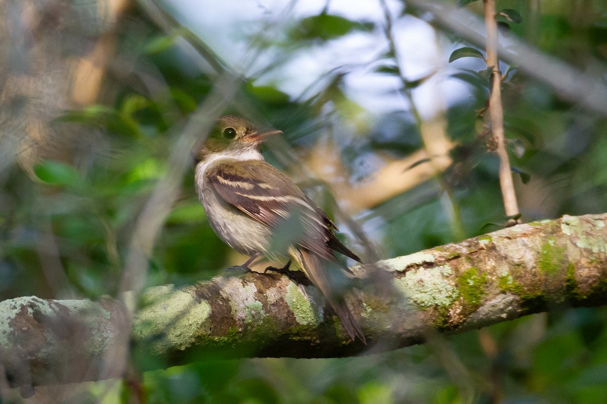 Піві-малюк оливковий - ML644729693