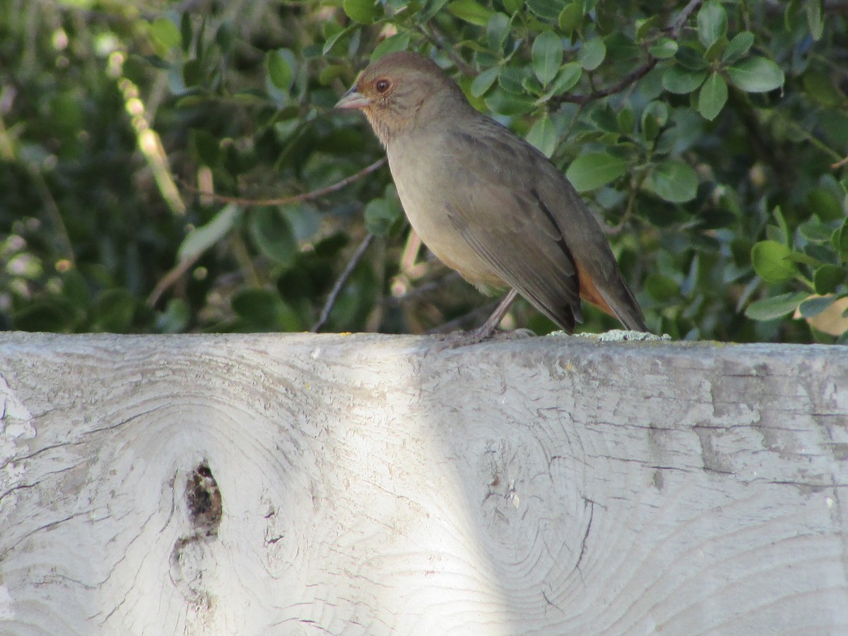 California Towhee - ML644729694