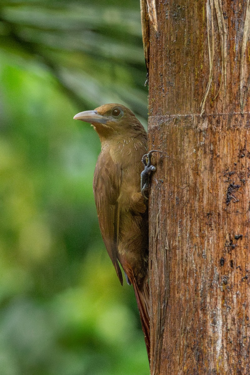 Cinnamon-throated Woodcreeper (devillei) - ML644729698