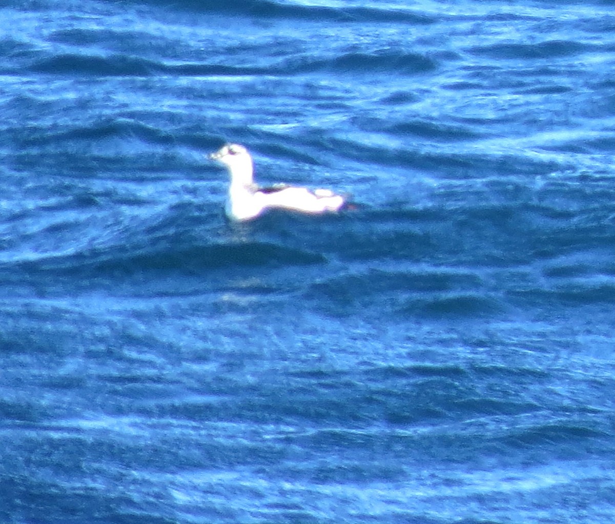 Black Guillemot - ML644729704