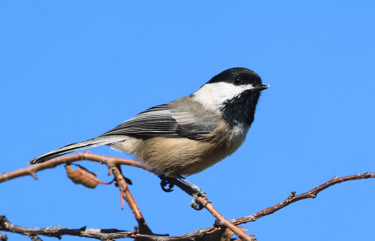 Black-capped Chickadee - ML644729705