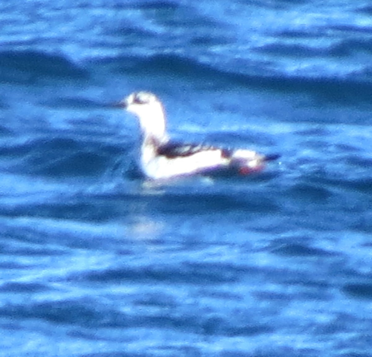 Black Guillemot - ML644729706