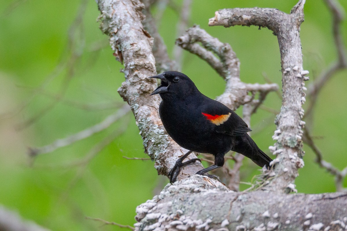 Red-winged Blackbird - ML644729709