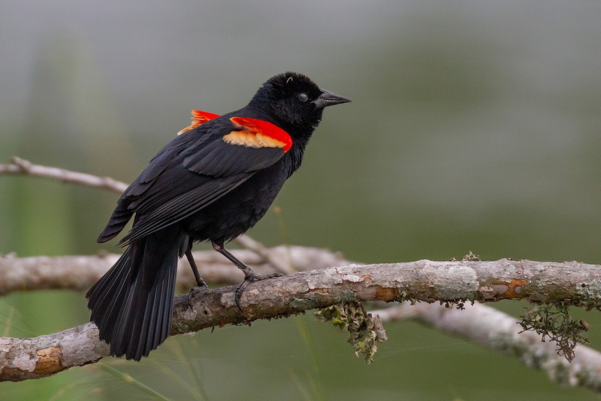 Red-winged Blackbird - ML644729710