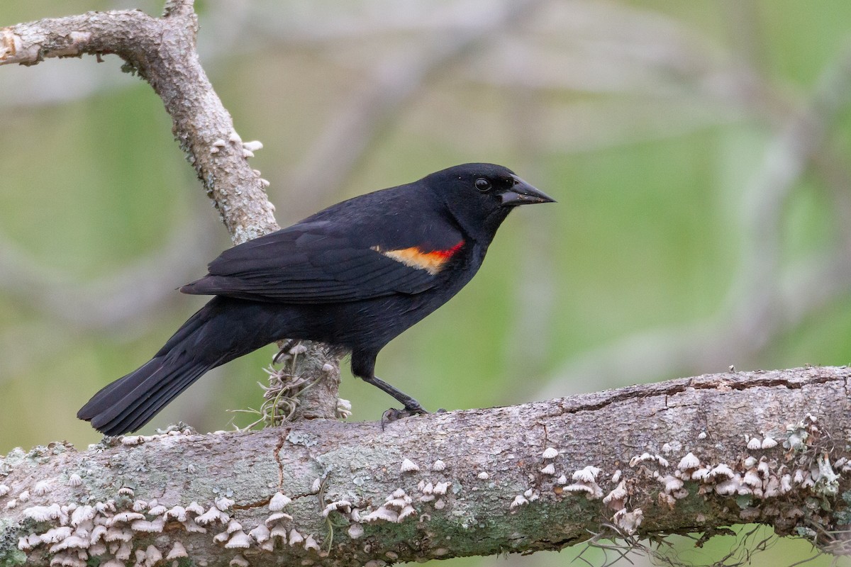 Red-winged Blackbird - ML644729711