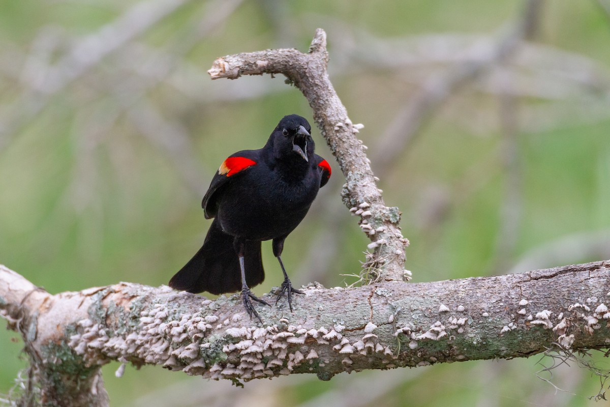 Red-winged Blackbird - ML644729712