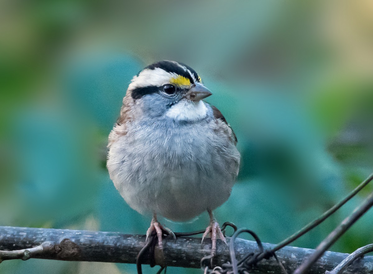 hvitstrupespurv - ML644729729