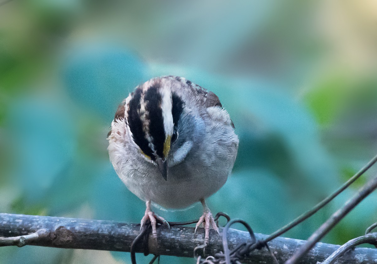 hvitstrupespurv - ML644729731