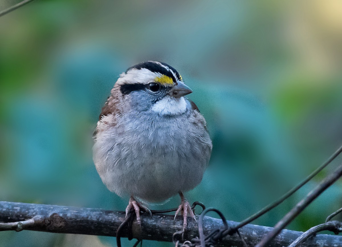 hvitstrupespurv - ML644729732