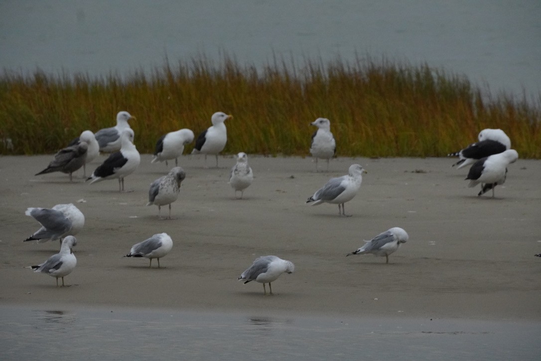 racek mořský - ML644729739