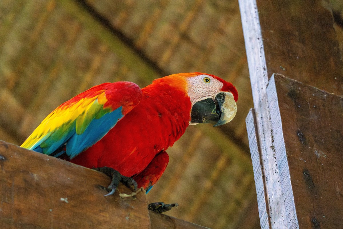 Scarlet Macaw - ML644729740