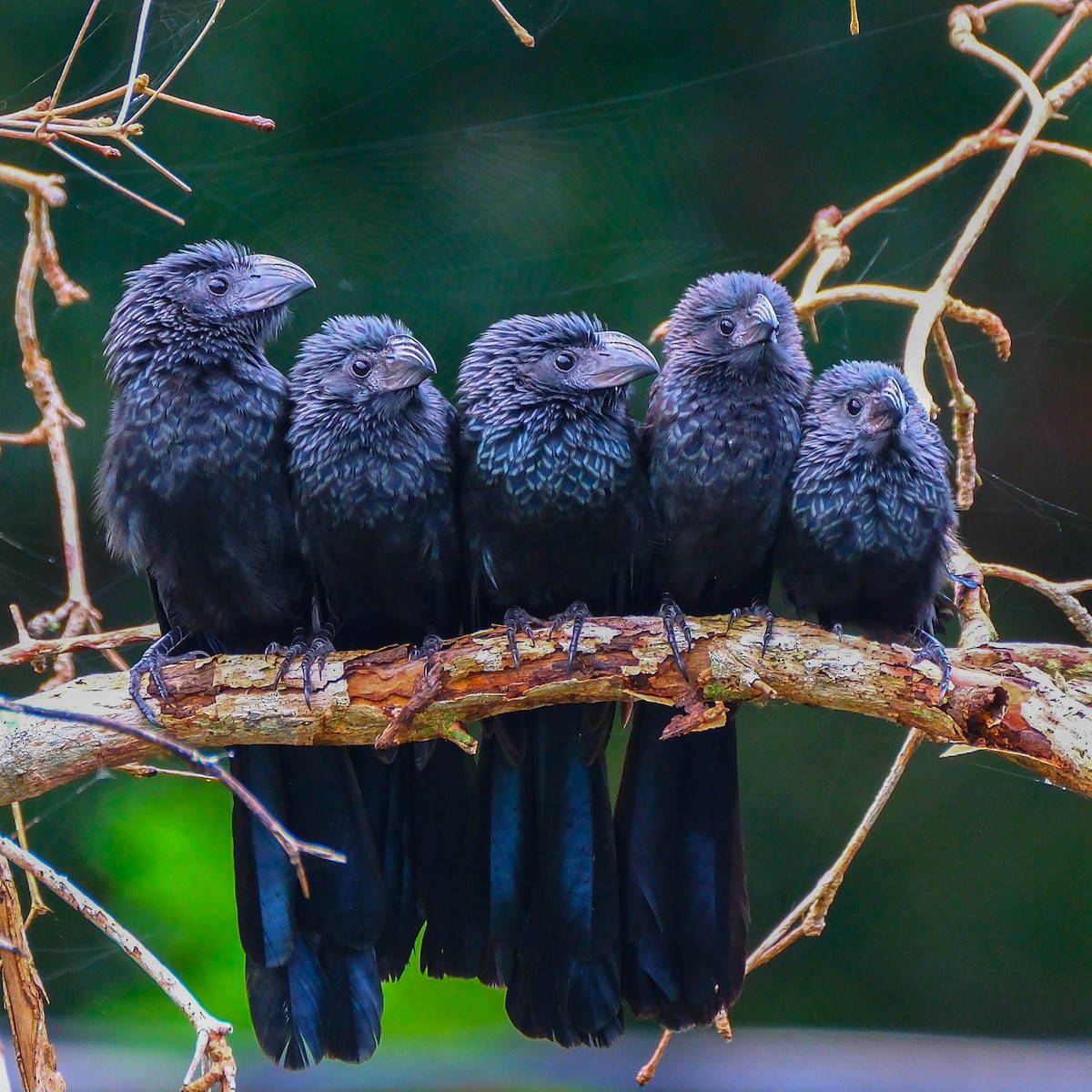 ミゾハシカッコウ - ML644729743