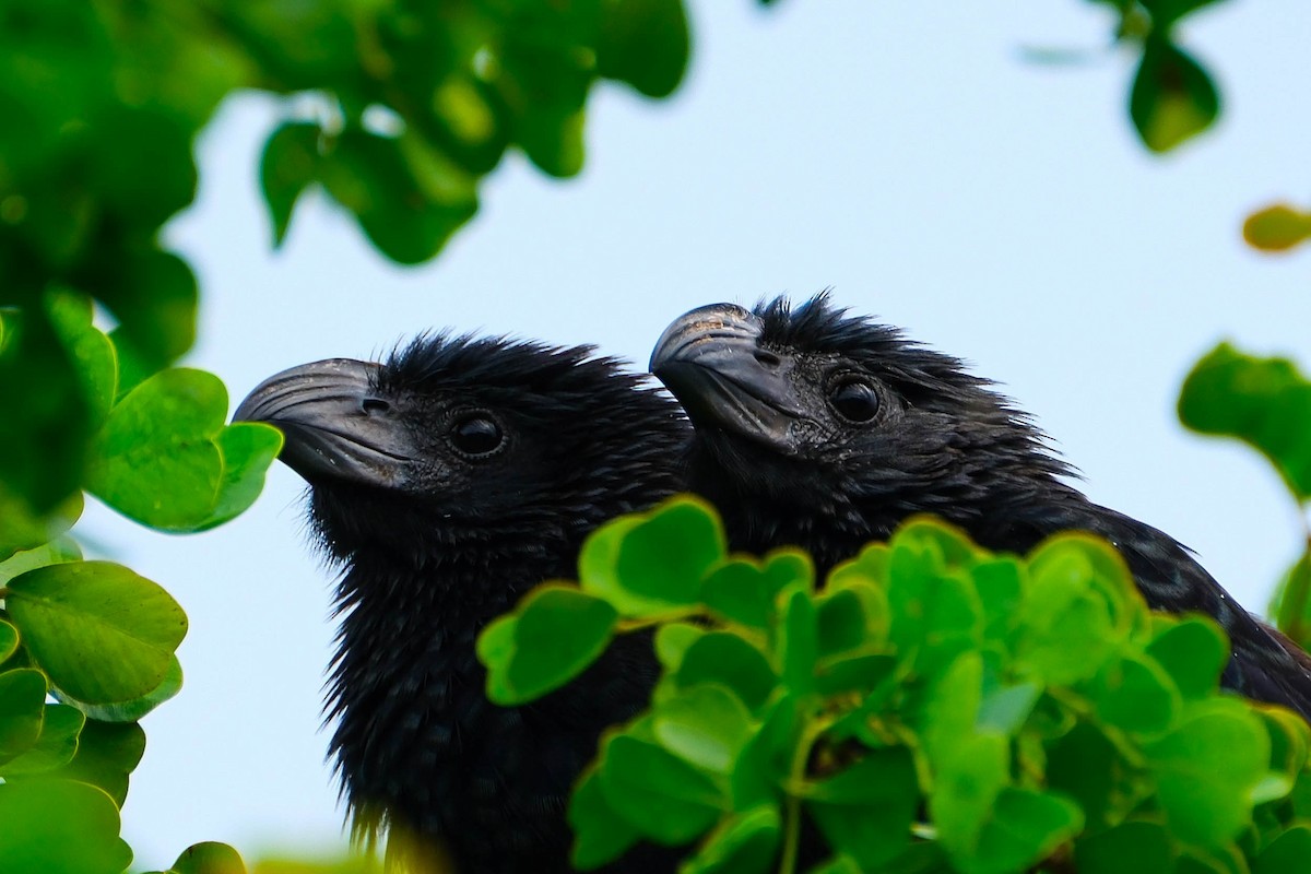 ミゾハシカッコウ - ML644729748