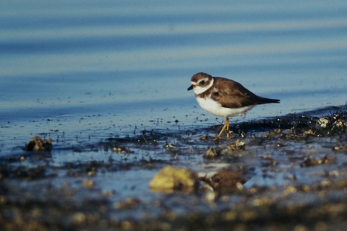Semipalmated Plover - ML644729749