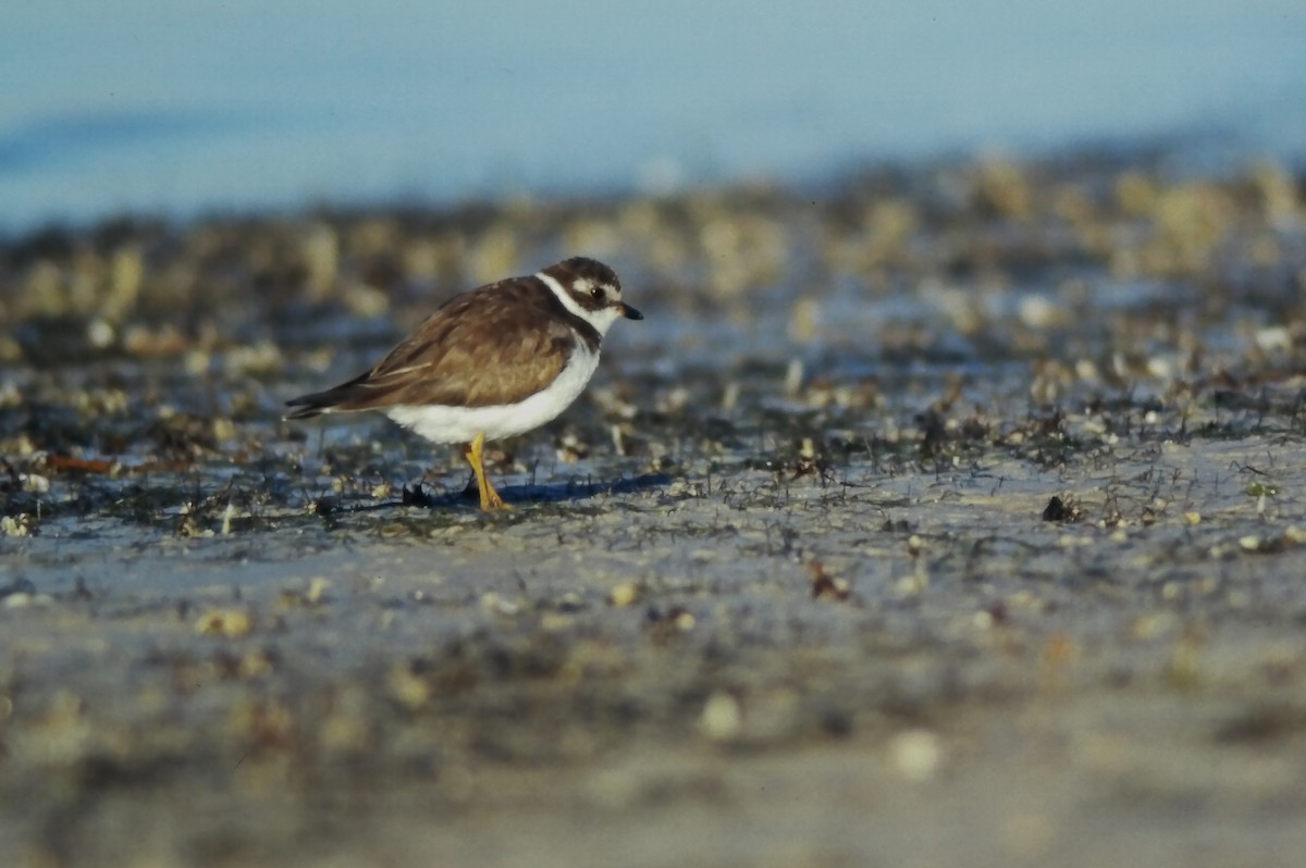 Semipalmated Plover - ML644729750