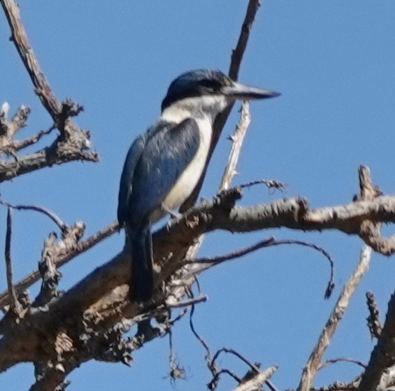 maskaraisfugl - ML644729752