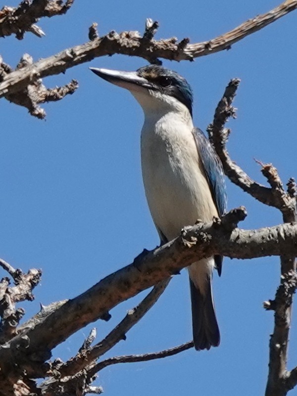 maskaraisfugl - ML644729753