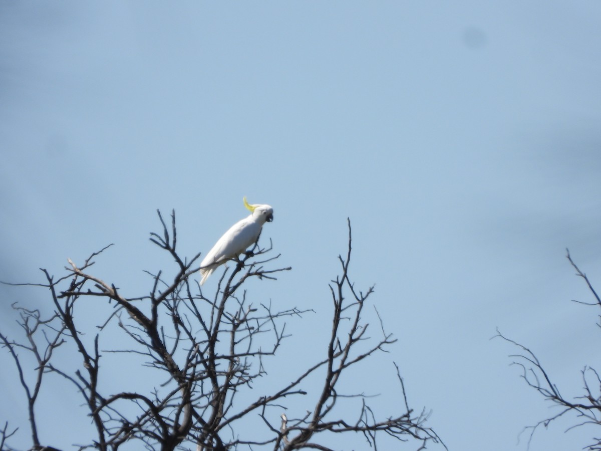 gultoppkakadu - ML644729771